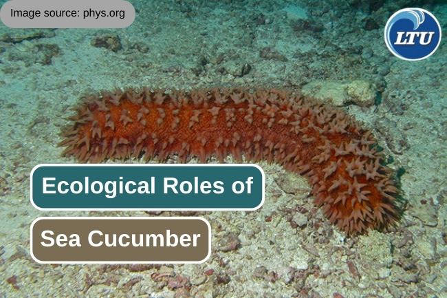 Sea Cucumbers' Ecological Roles in Coastal Habitats